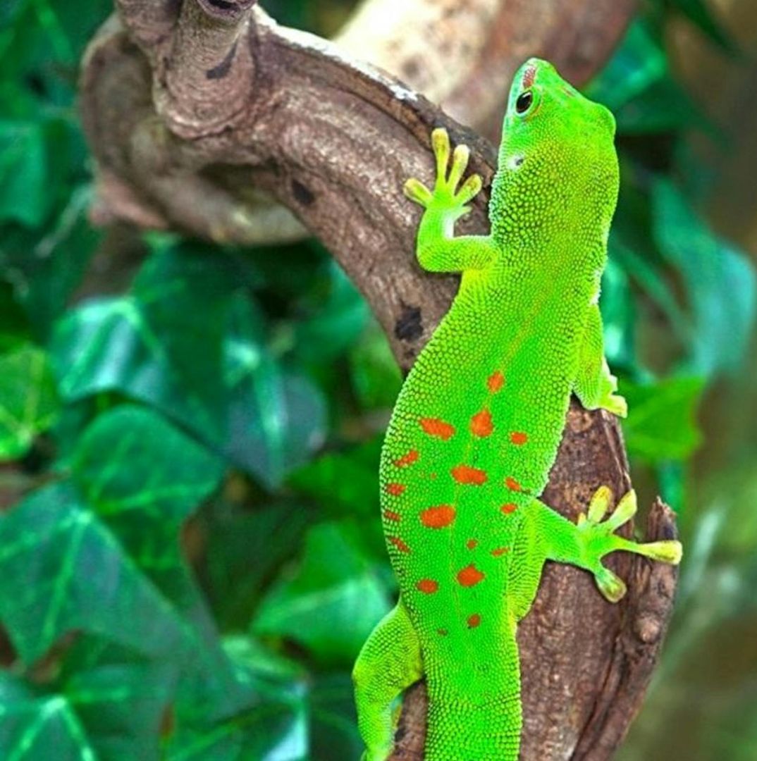 Planet Exotica: Entry Ticket