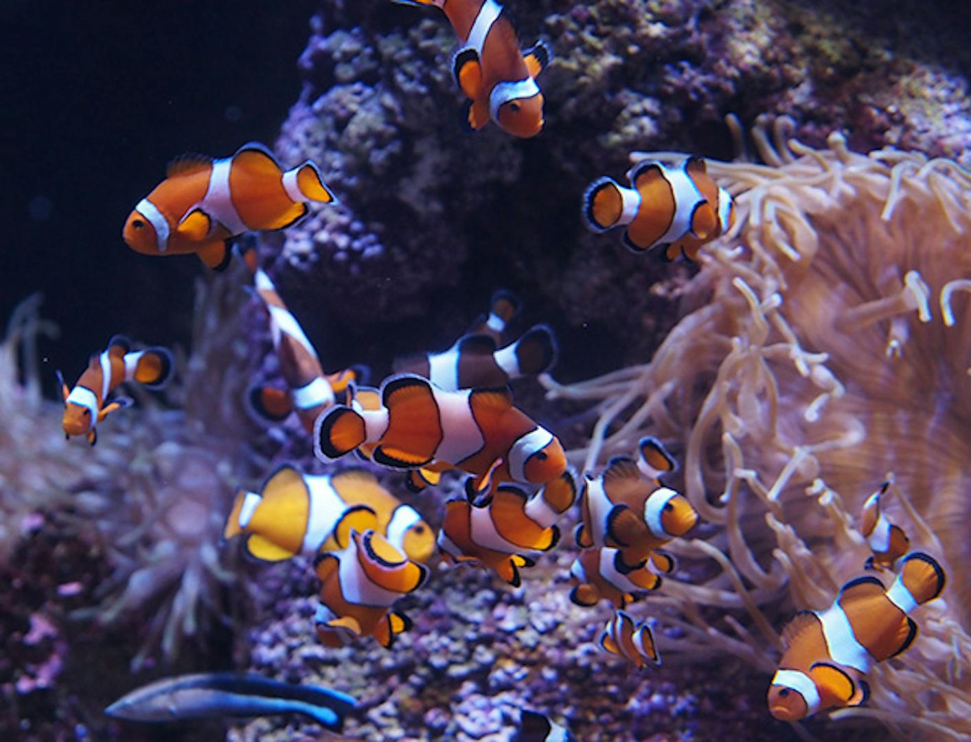 Bioparc Gijon Aquarium: Entry Ticket