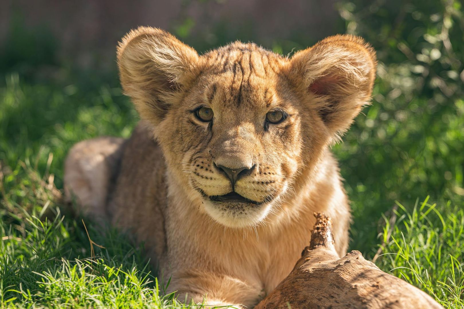 Phoenix Zoo: Entry Ticket