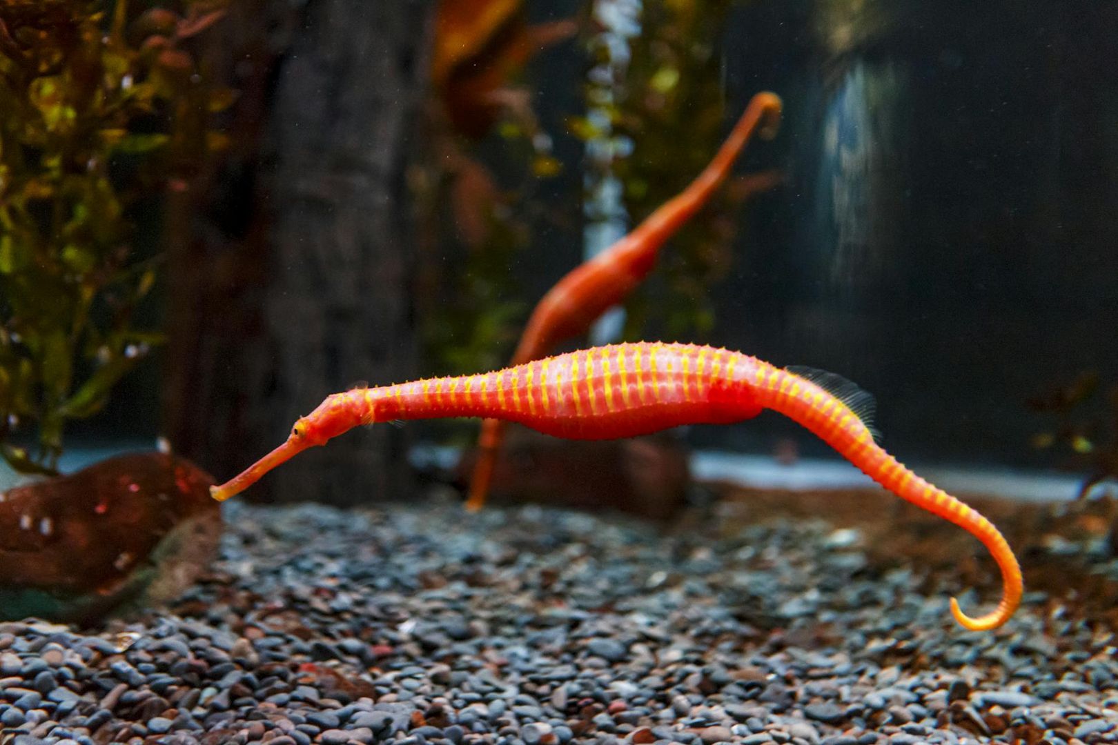 SEA LIFE Kelly Tarlton's Aquarium: Skip The Line Ticket