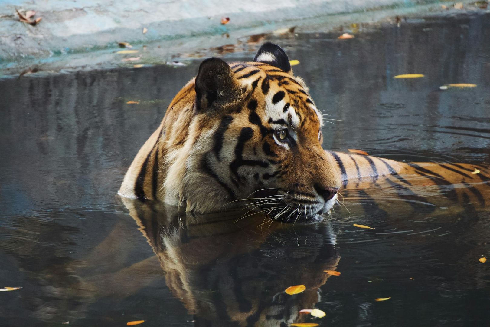 Zoo Negara: Entry Ticket