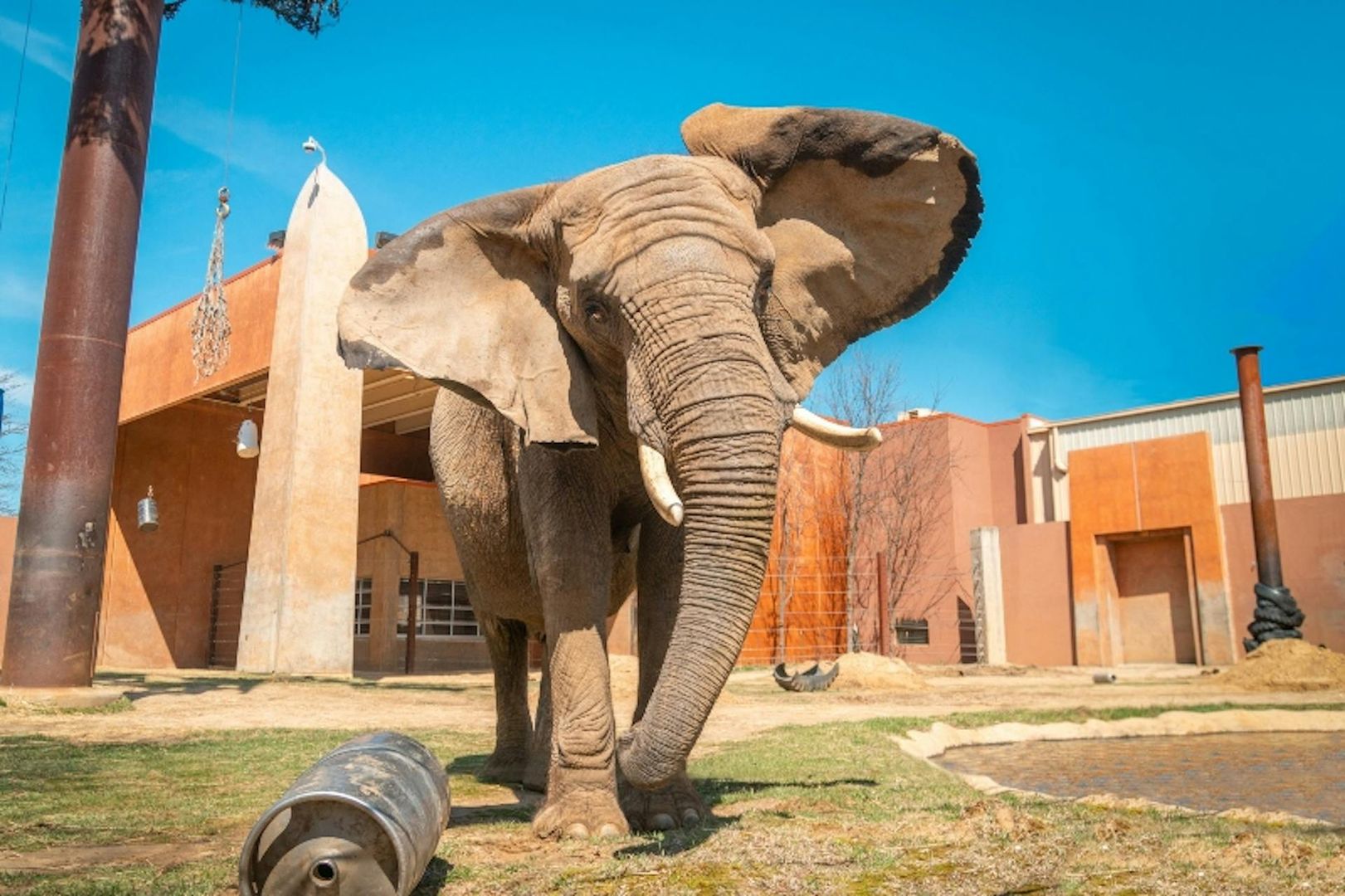 Toledo Zoo & Aquarium: Entry Ticket