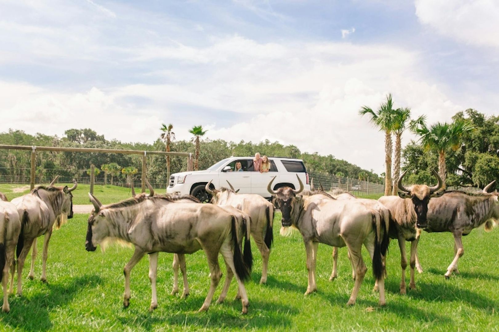 Wild Florida Drive-Thru Safari Park Admission