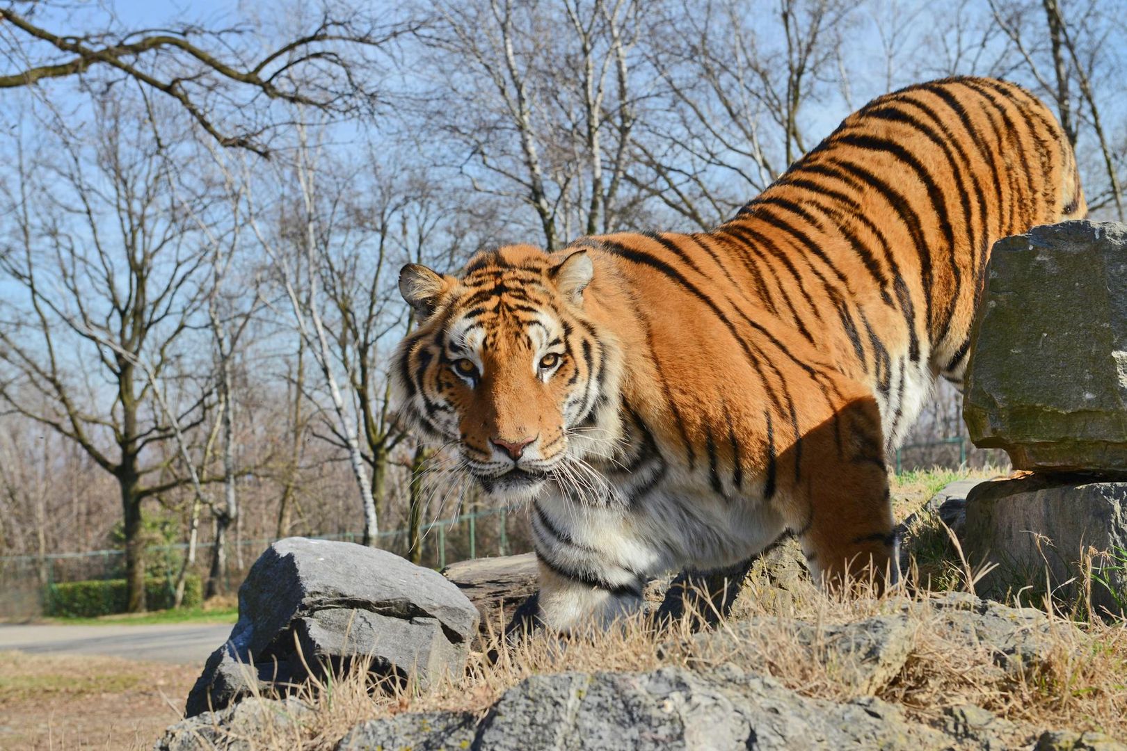 Pombia Safari Park: Entry Ticket