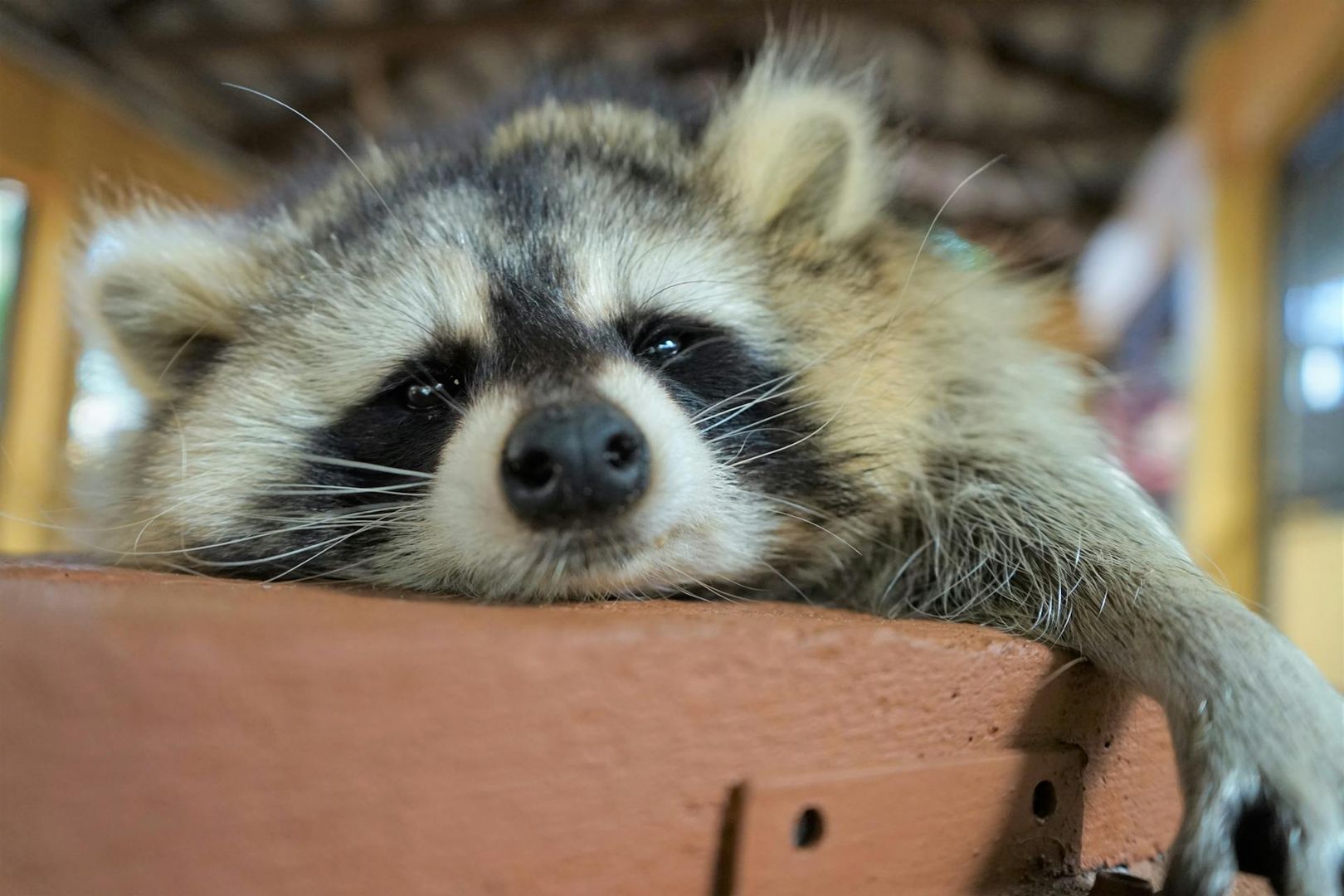 Langkawi Wildlife Park: Entry Ticket