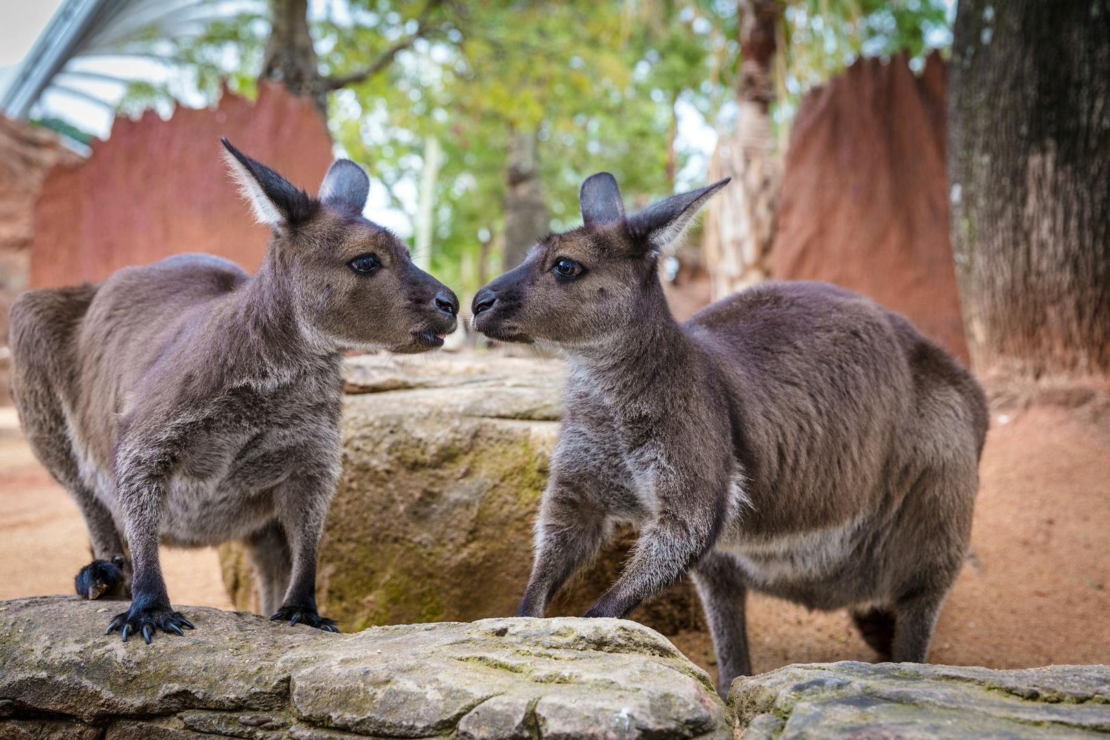 WILD LIFE Sydney Zoo: Entry Ticket