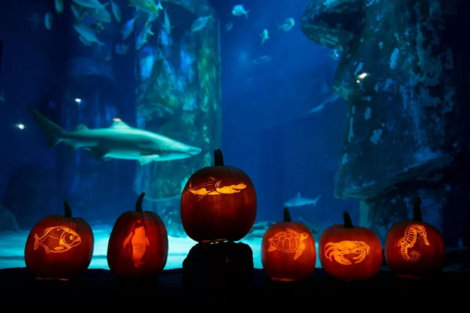 SEA LIFE Kansas City: Entry Ticket