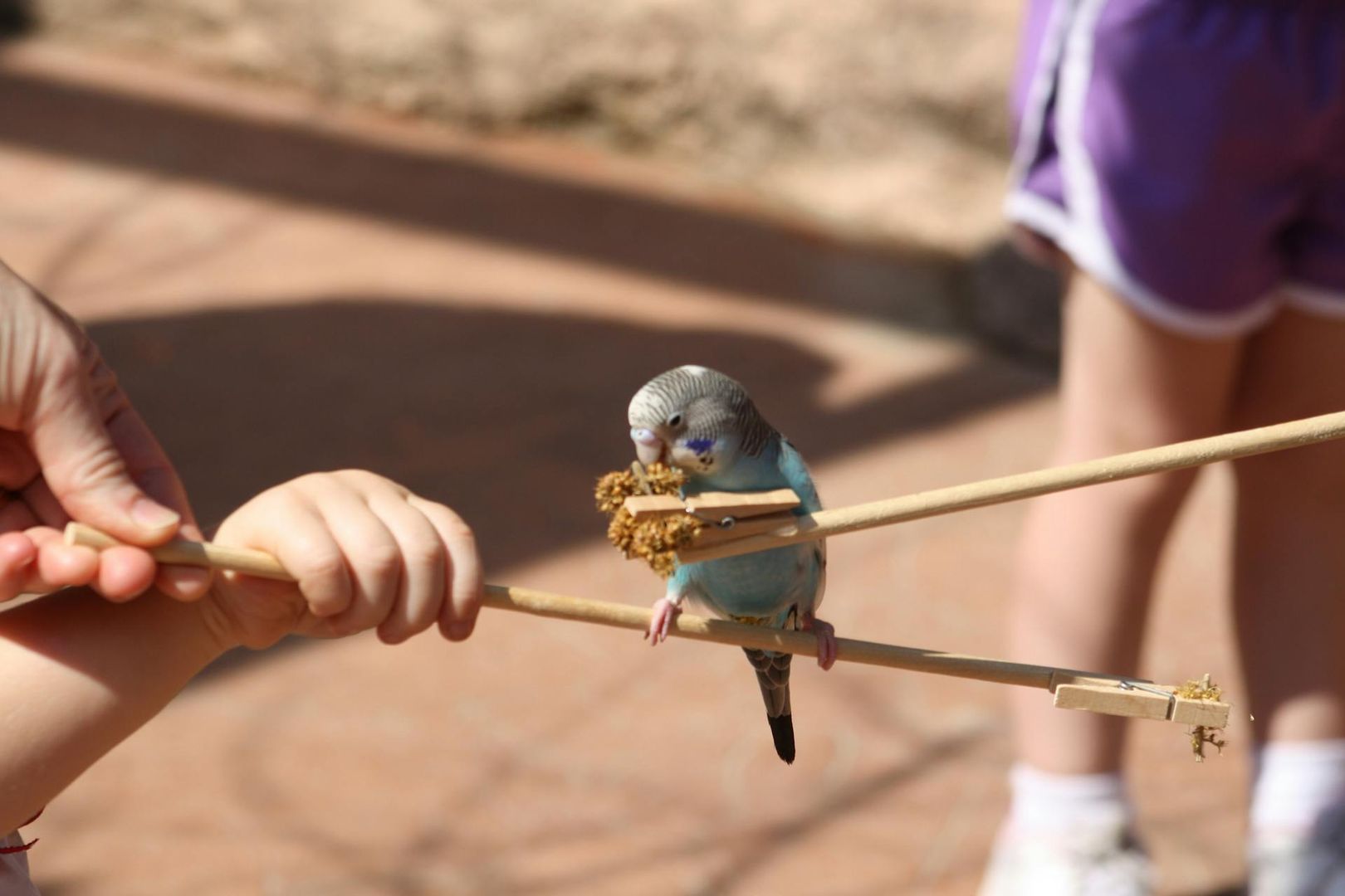 Peoria Zoo: Entry Ticket