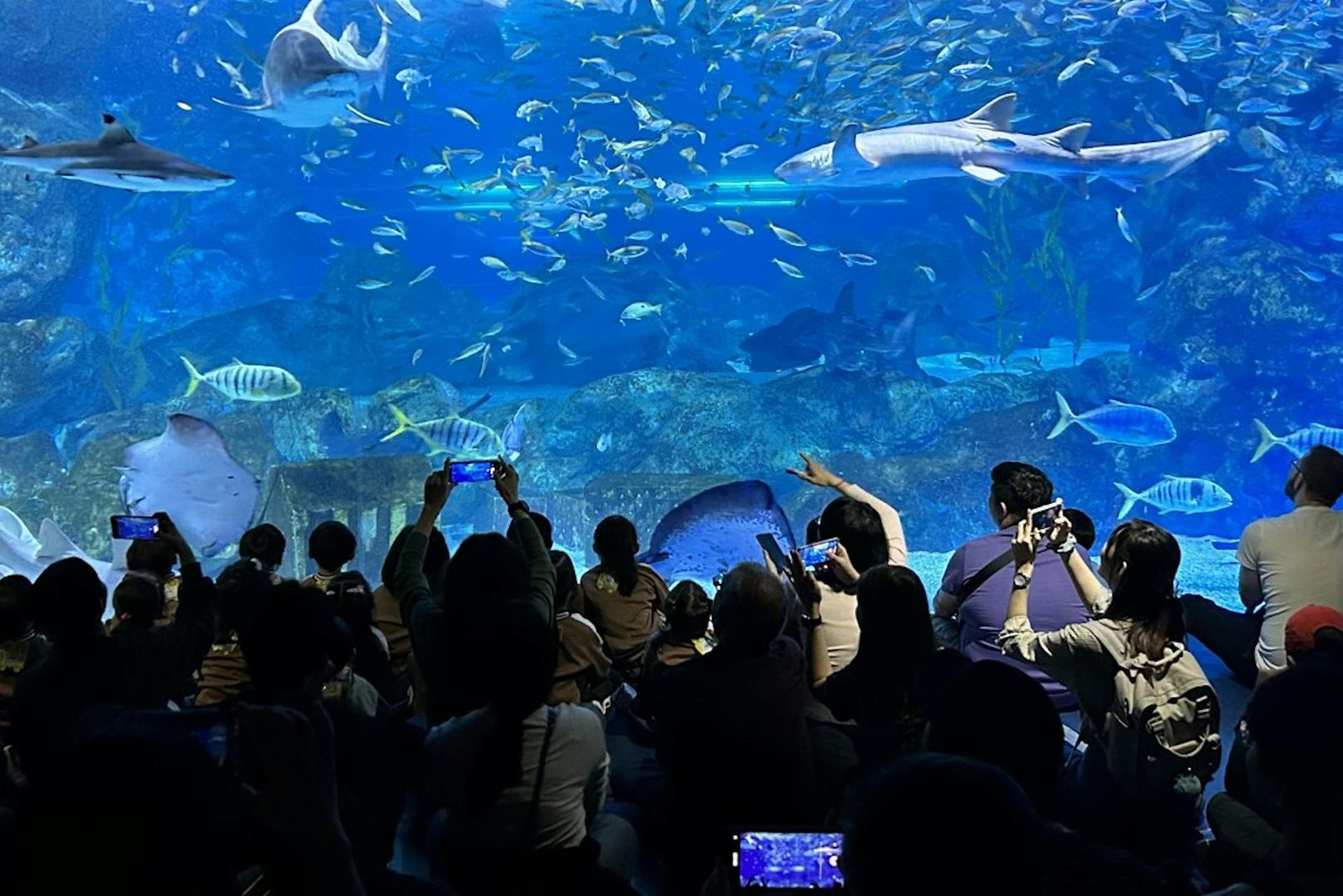 COEX Aquarium: Entry Ticket