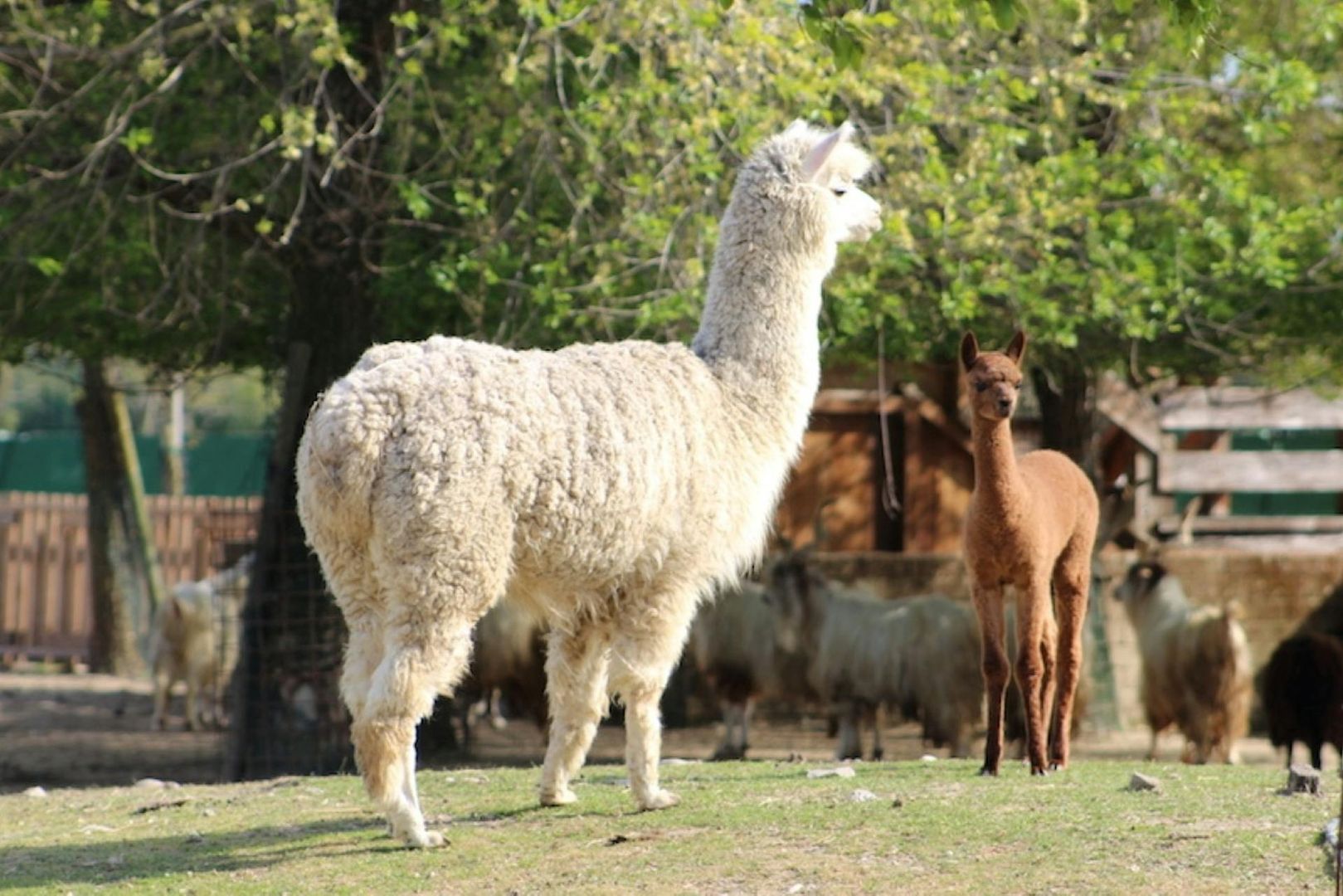 Safari Ravenna Entry Ticket