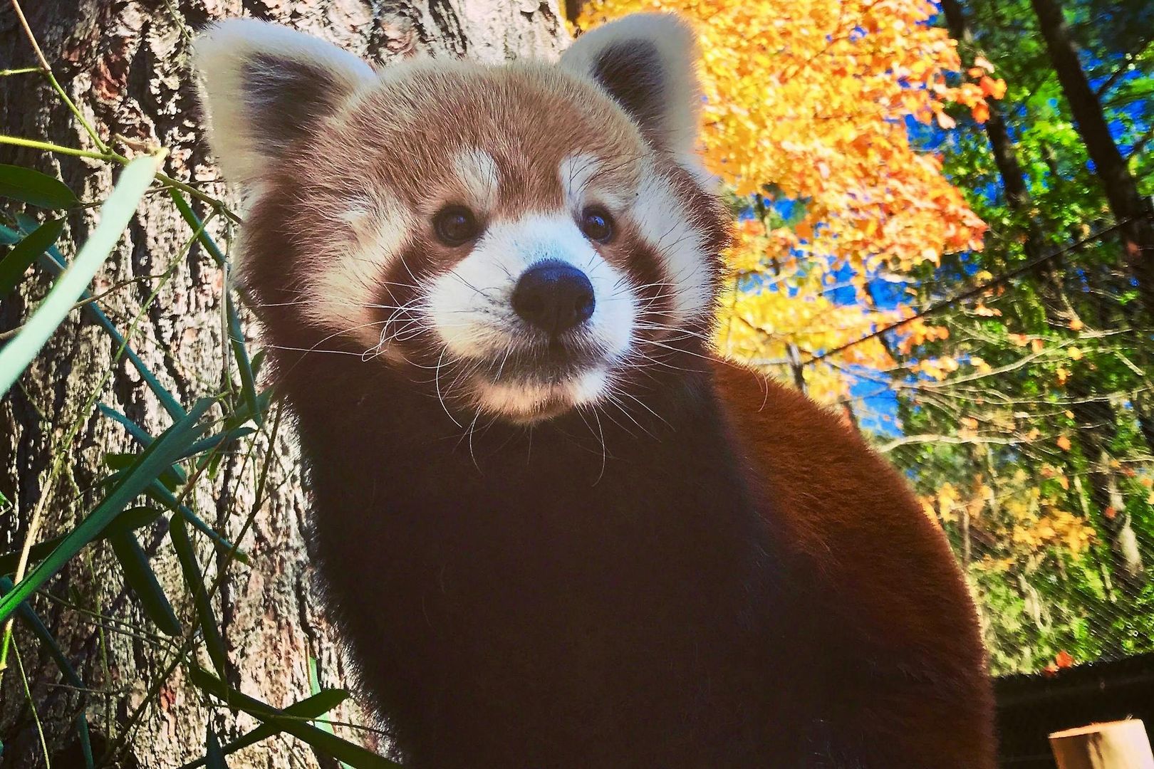 Oglebay Good Zoo: Entry Ticket