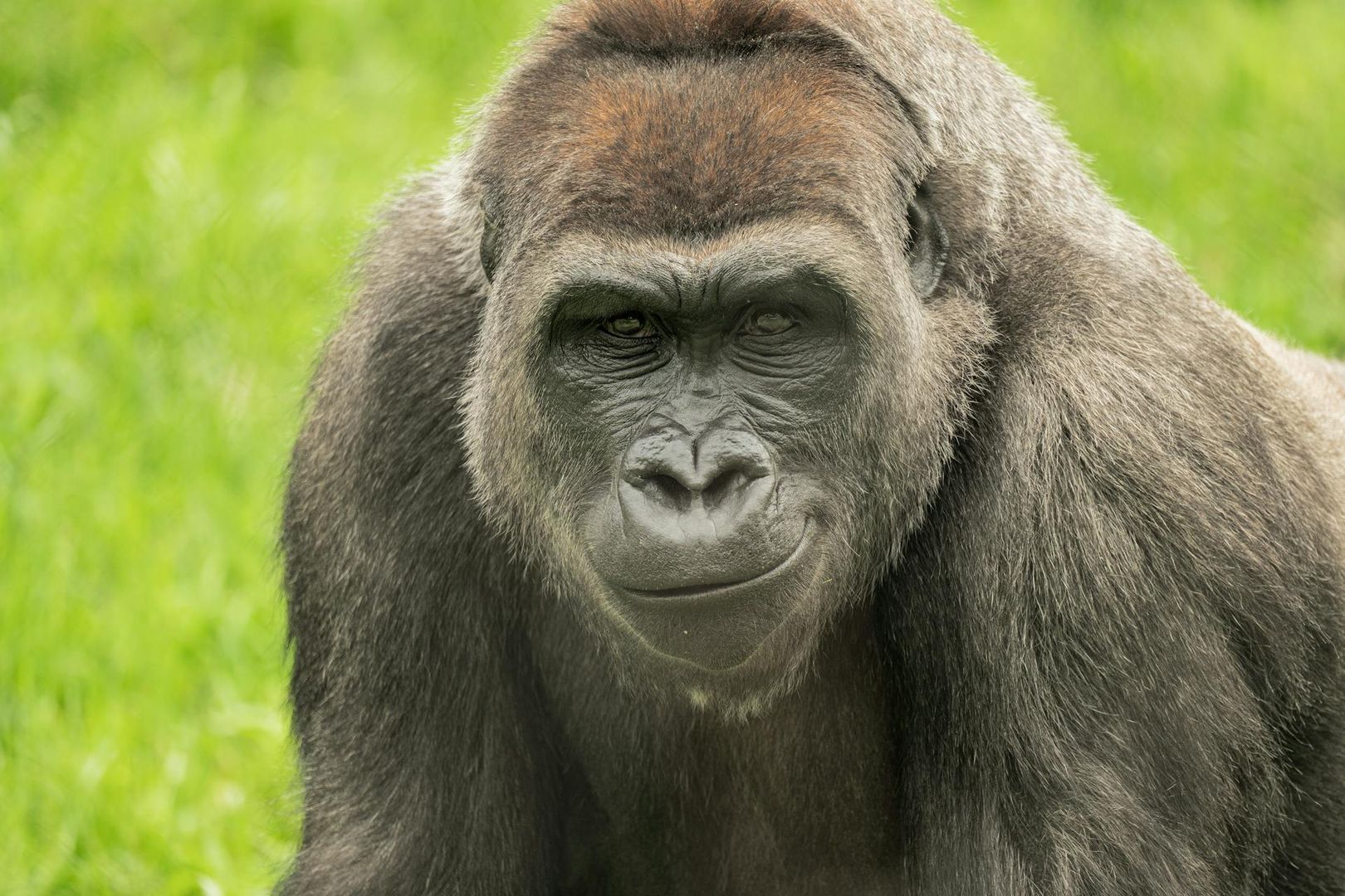 Franklin Park Zoo: Entry Ticket