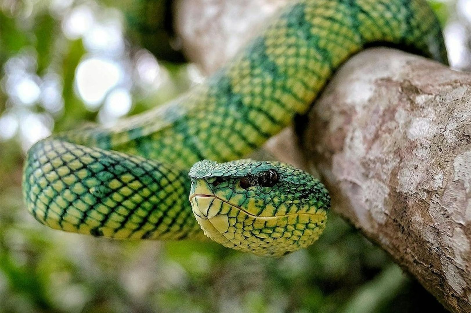 Bali Reptile Park: Entry Ticket