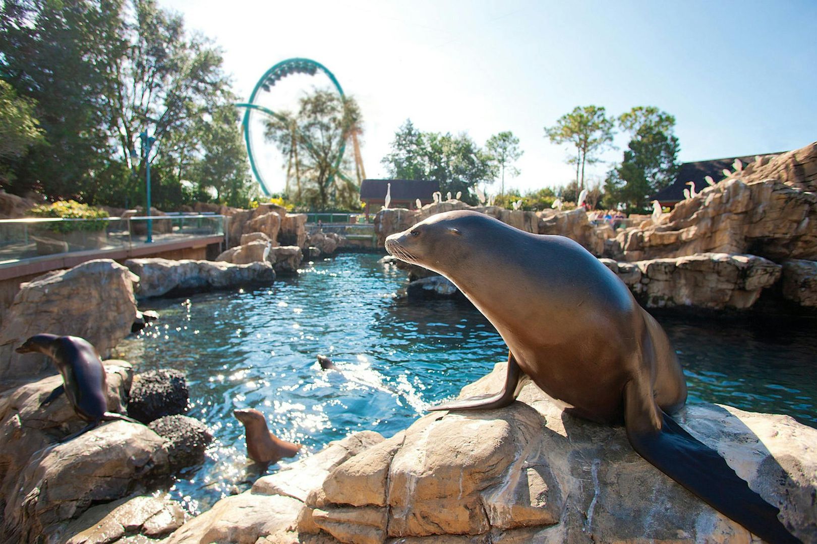 SeaWorld Орландо: входной билет с дополнительной быстрой очередью
