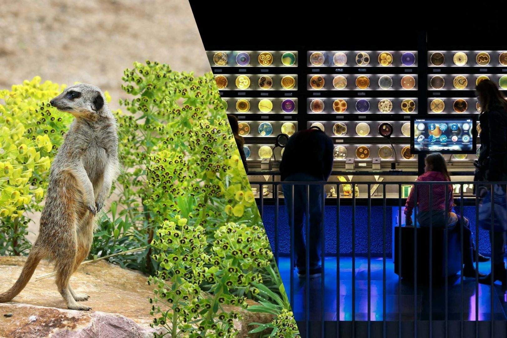 Зоопарк ARTIS Amsterdam Royal Zoo & Micropia: входной билет без очереди