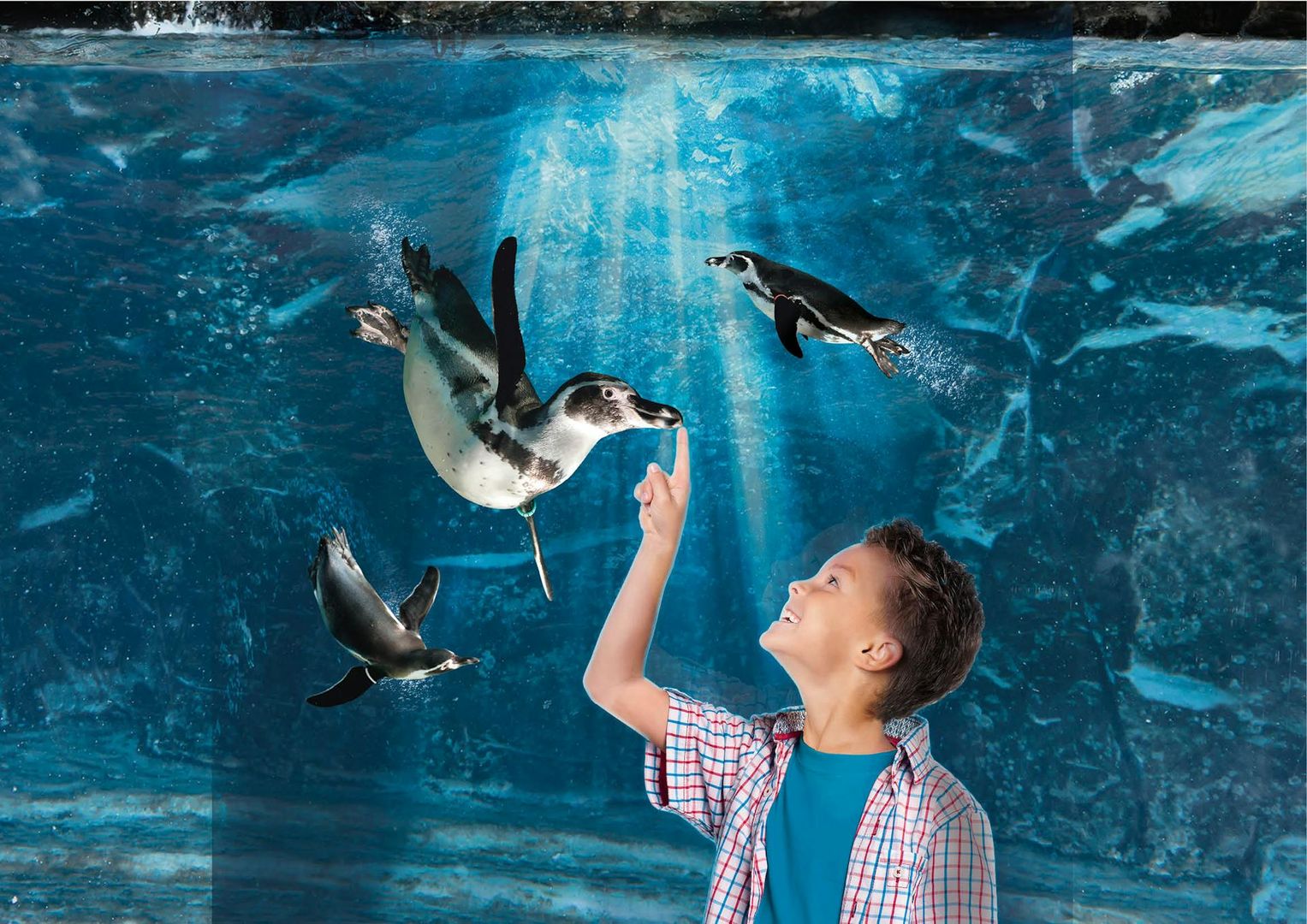 Аквариум Каттолики: Билет с быстрым входом