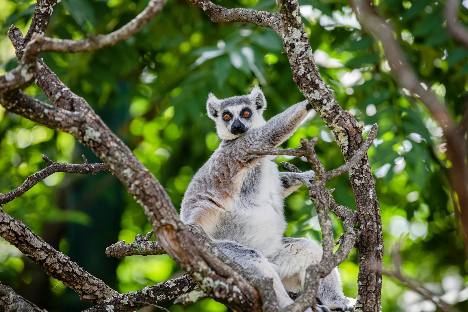 Природный парк Фауния: Входной билет