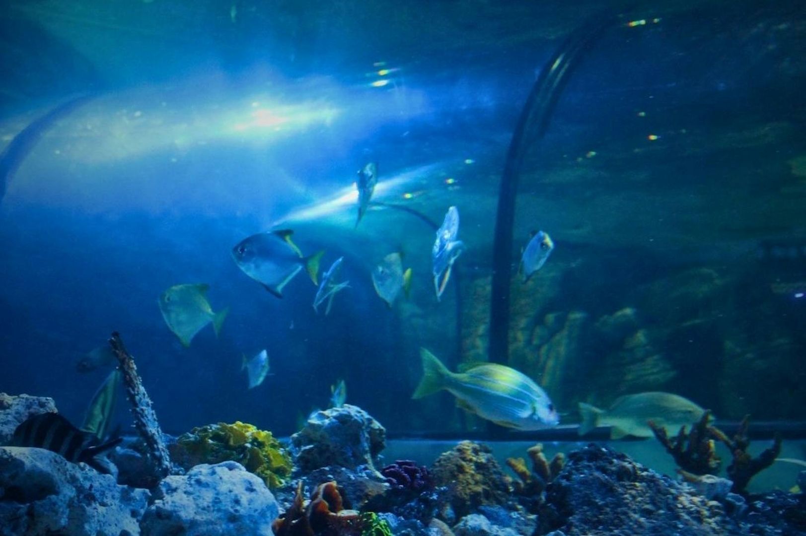 Exploris Aquarium: Входной билет