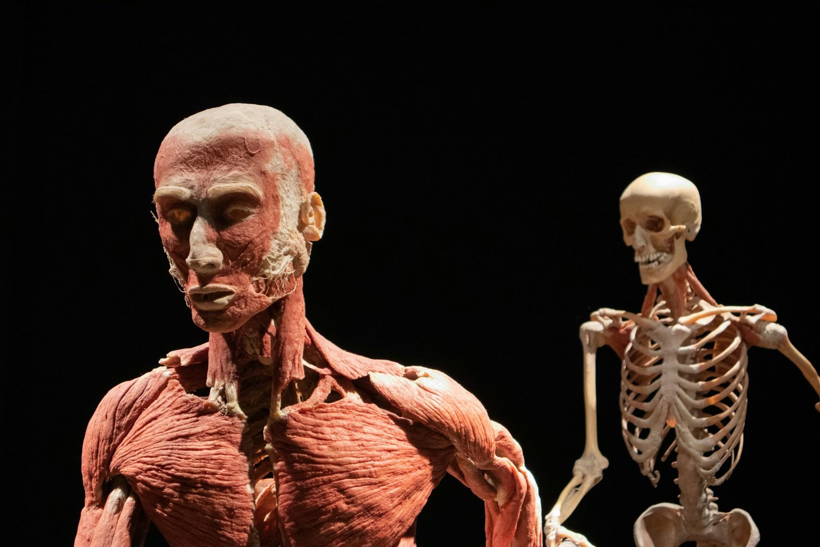 Amsterdam: BODY WORLDS Ticket and Audio Walk Through the City episode artwork